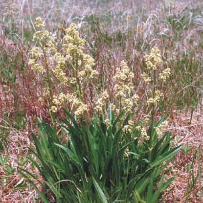 Picture of Edible Valerian - Seed