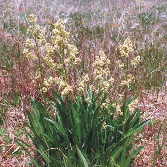 Picture of Edible Valerian - Seed