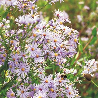Picture of Sky Blue Aster - Seed