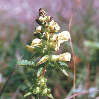 Picture of Lousewort- Seed