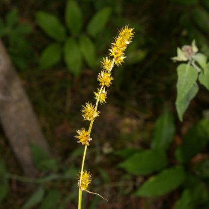 Picture of Bur Reed Sedge - Seed