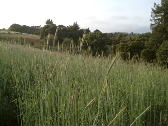 Picture of Summer Cover Crop